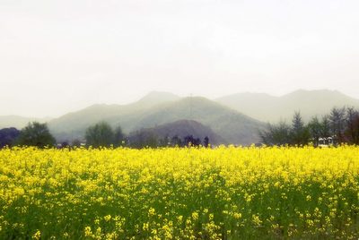 《绝句》